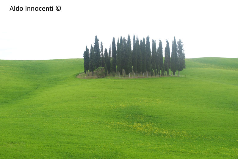 SAN QUIRICO D'ORCIA: I FAMOSI CIPRESSI 1' IMMAGINE